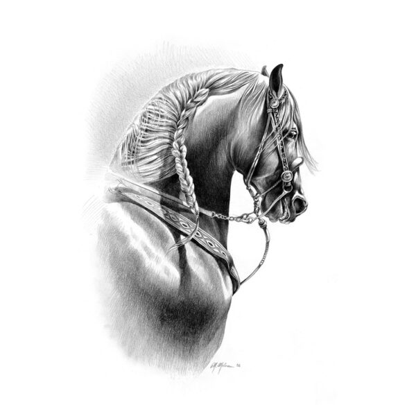 STAMPA SOGGETTI EQUESTRI