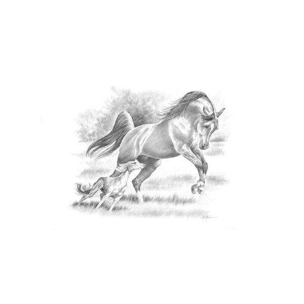 STAMPA SOGGETTI EQUESTRI