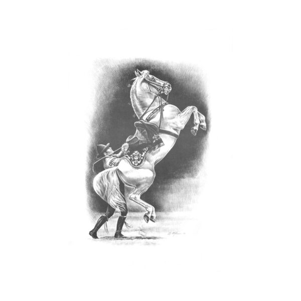 STAMPA SOGGETTI EQUESTRI
