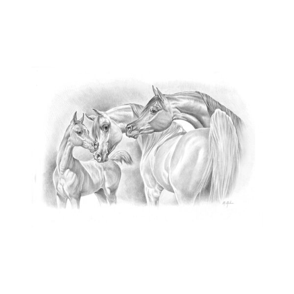 STAMPA SOGGETTI EQUESTRI