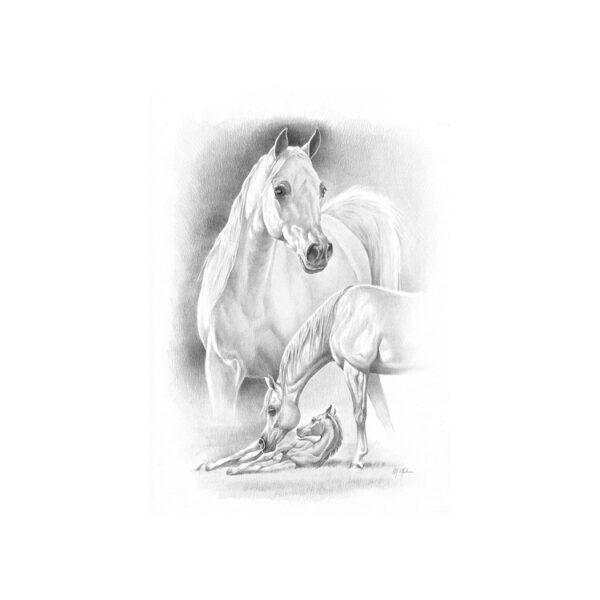 STAMPA SOGGETTI EQUESTRI