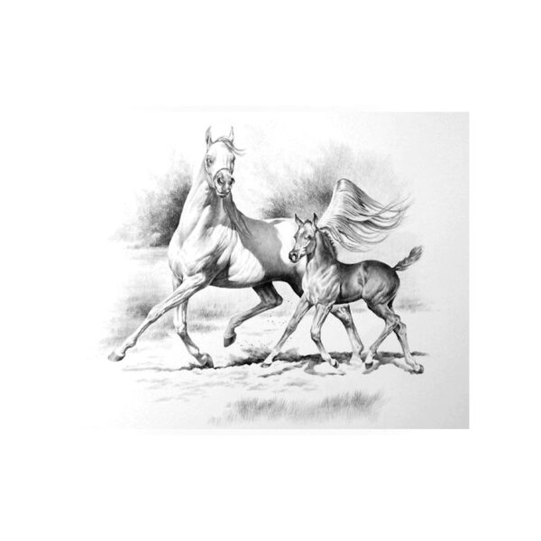 STAMPA SOGGETTI EQUESTRI