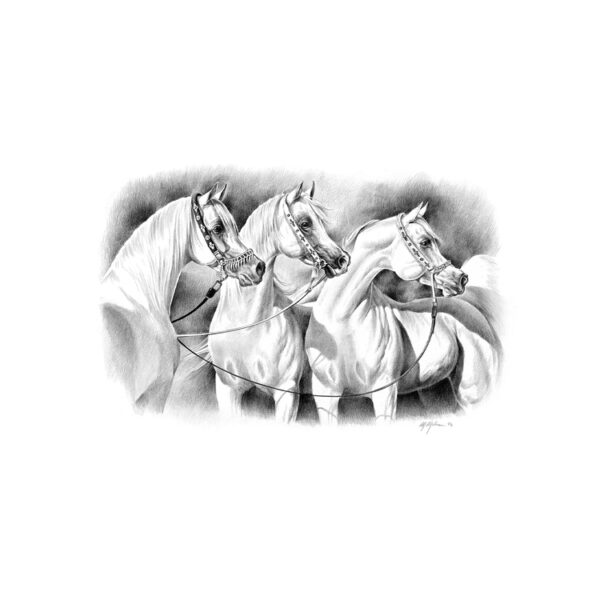STAMPA SOGGETTI EQUESTRI