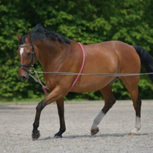 ABBASSATESTA IN CORDA WALDHAUSEN FULL